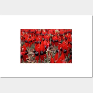 Sturt's Desert Pea Posters and Art